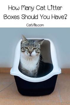 a cat sitting in a litter box with the words how many cat litter boxes should you have?