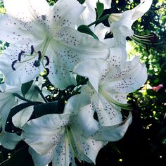 white lilies are blooming in the sun on a sunny day with green leaves