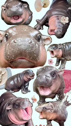 several hippopotamus and other animals with their mouths open