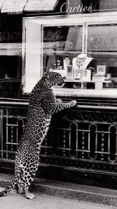 a black and white photo of a leopard standing on its hind legs in front of a store window