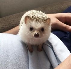 a small hedge sitting on top of someone's lap next to a blue towel