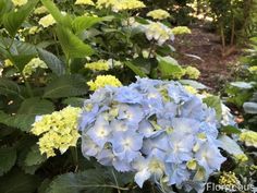 blue and yellow hydrangeas in the garden