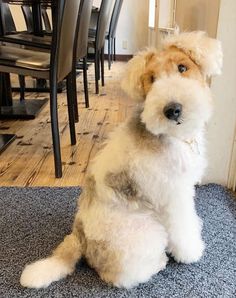 a small dog sitting on the floor in front of a dining room table and chairs