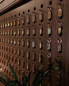 a wooden wall with lots of different types of earrings on it and a potted plant in the foreground