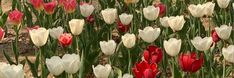 many red and white tulips in a field