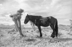 a black and white photo of a horse in the desert