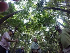 several people standing in the woods looking up at trees