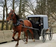 a horse drawn carriage with two people in it on the road near some houses and trees