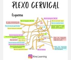 a diagram of the nervous system in spanish