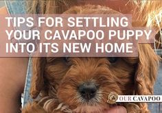 a woman holding a puppy in her lap with the caption tips for setting your cavapoo puppy into its new home