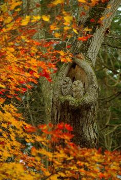 two owls are sitting in the middle of a tree stump surrounded by fall foliage and trees with orange leaves