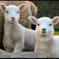 two lambs standing next to each other in the grass