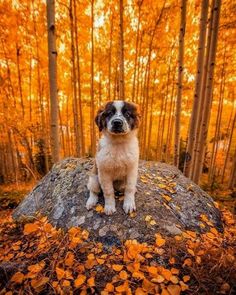 a brown and white dog sitting on top of a rock in the woods surrounded by leaves