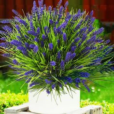 purple flowers are in a white pot on a bench