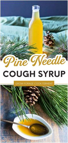 Unearth the richness of pine needle syrup recipe. Learn about the numerous pine needle syrup benefits that serve as natural remedies and immune system booster. A must-try for anyone interested in herbal remedies recipes. Experience the soothing effect of nature’s best! Find more Herbal Medicine Recipes at Grow Forage Cook Ferment. Herbal Cough Syrup, Homemade Cough Syrup, Food Forest Garden, Food Foraging, Herbal Medicine Recipes, Wild Food Foraging, Herbal Remedies Recipes, Edible Wild Plants, Herb Recipes