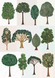 different types of trees are shown in this drawing