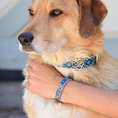 a close up of a person holding a dog wearing a blue and gold bracelet on their arm