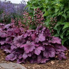 some purple flowers are growing in the dirt