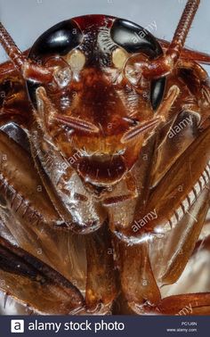 a close up view of the head and antennae of a cockroach