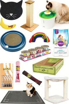 there are many different items that can be found in the cat litter box and on the floor