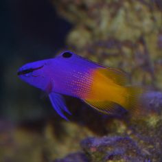 a purple and yellow fish in an aquarium