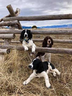 two black and white dogs laying on the ground next to a wooden fence