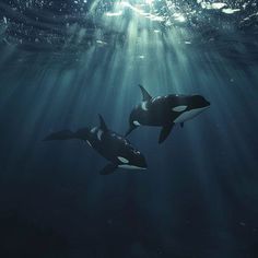 two orca whales swimming in the ocean with sunlight streaming through water's surface