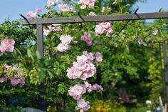 pink roses growing on the side of a fence in a garden with lots of greenery