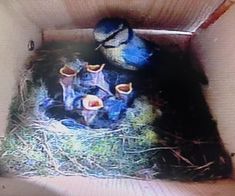 two blue birds are sitting in a box with some hay on the ground next to it