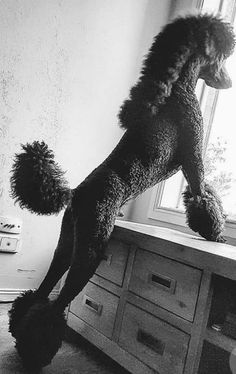 a poodle standing on it's hind legs in front of a kitchen window