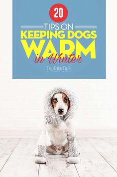 a dog wearing a hat and boots with the title 20 tips on keeping dogs warm in winter