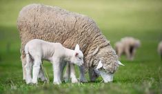 a mother sheep and her baby are grazing in the grass