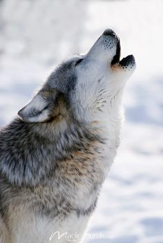 a wolf is looking up at the sky