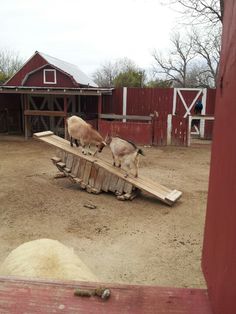 two goats are playing on a wooden sled