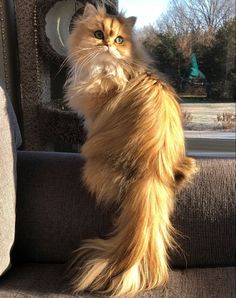 a fluffy cat sitting in the back seat of a car looking up at something outside