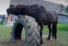 a brown horse standing next to a large tire