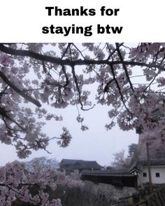 the words thanks for staying btw are in front of a tree with pink flowers