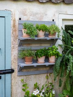 several potted plants are displayed on three shelves