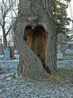 an old tree with its mouth open in a cemetery