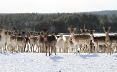 a herd of deer standing next to each other on a snow covered field with trees in the background