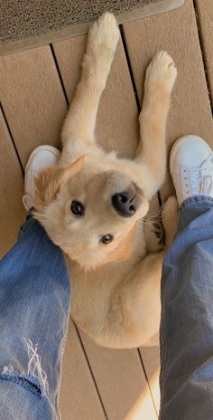 a dog that is laying down on the ground next to someone's legs and feet