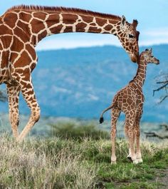 a mother giraffe and her baby in the wild