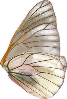 a white and gold butterfly with long wings