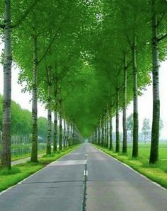 an empty road lined with trees and grass