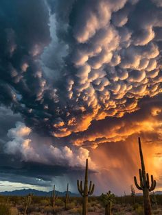 the sky is filled with storm clouds and cactus trees in the foreground, as the sun sets