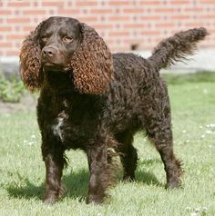 a brown dog standing on top of a lush green grass covered field next to a brick building