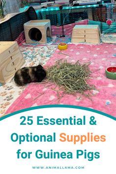 Essential & Optional Supplies for guinea pigs Guinea Pig Set Up Ideas, Guinea Pig Care Chart, Guinea Pig Set Up, Guinea Pig Cage Setup Ideas, Cute Guinea Pig Cage Ideas, Guinea Pig Cage Ideas, Guinea Pig Supplies, Guinea Pig Information, Guinnea Pig