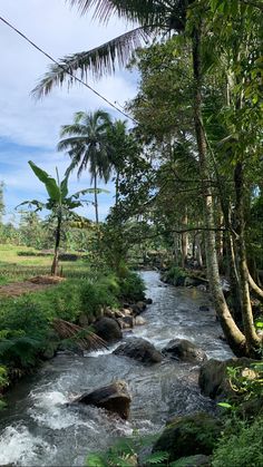 a river running through a lush green forest