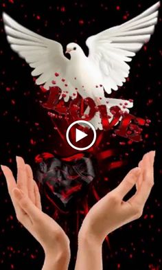 two hands holding a white dove with red sprinkles and hearts in the background