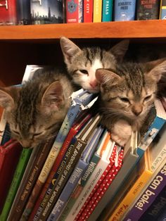 two kittens laying on top of a book shelf next to each other in front of books